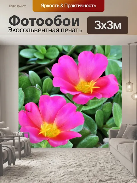 Фотообои Розовый портулак Цветы крупным планом