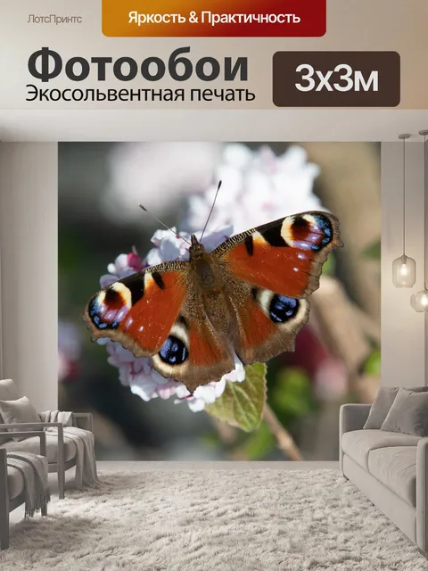 Фотообои Бабочка павлина
