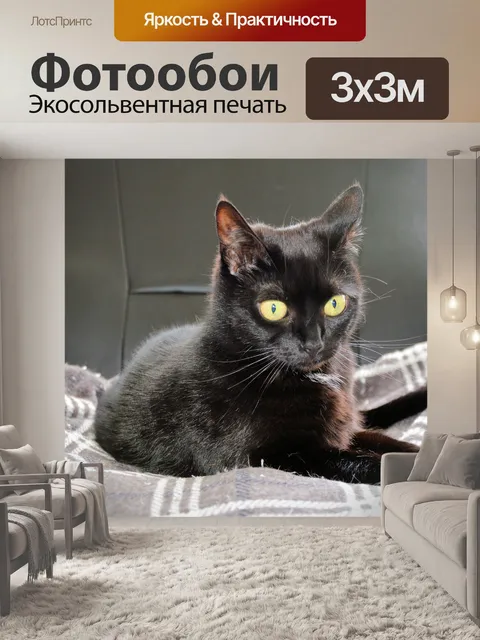 Фотообои Черная кошка