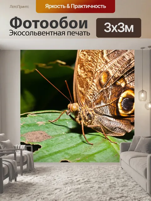 Фотообои Бабочка