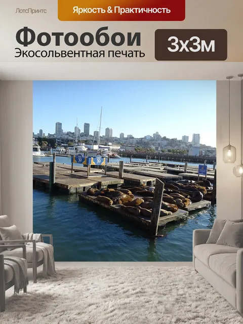 Фотообои Морской лев