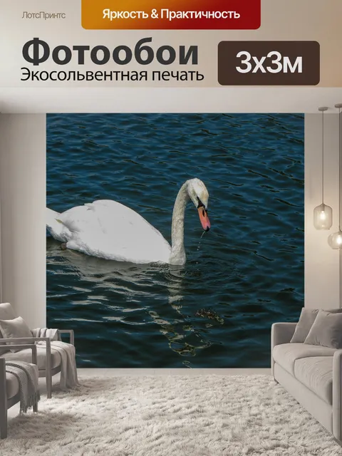 Фотообои Плавающий белый лебедь