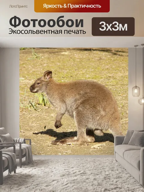 Фотообои Валлаби с красной шеей