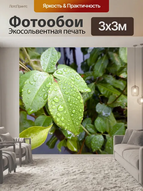 Фотообои Капли дождя листьев Фикуса