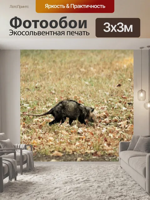 Фотообои Опоссум идет по траве