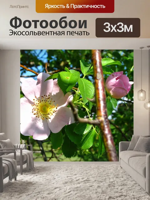 Фотообои Роза