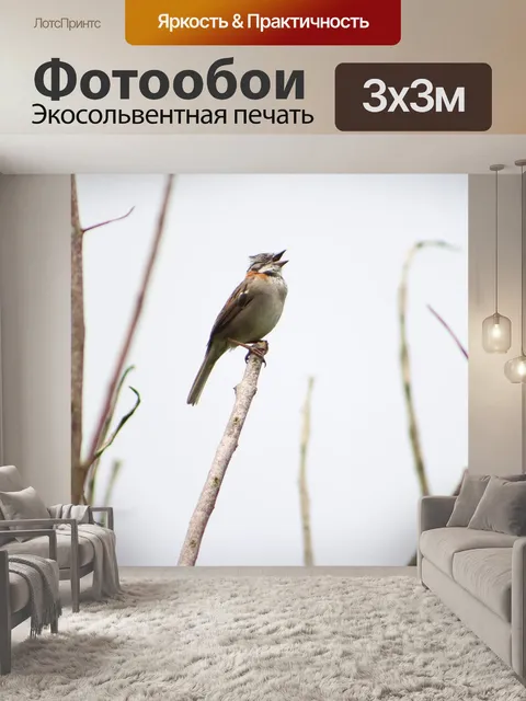 Фотообои Птица