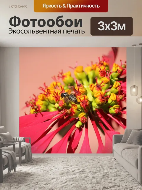 Фотообои Поинсеттиа