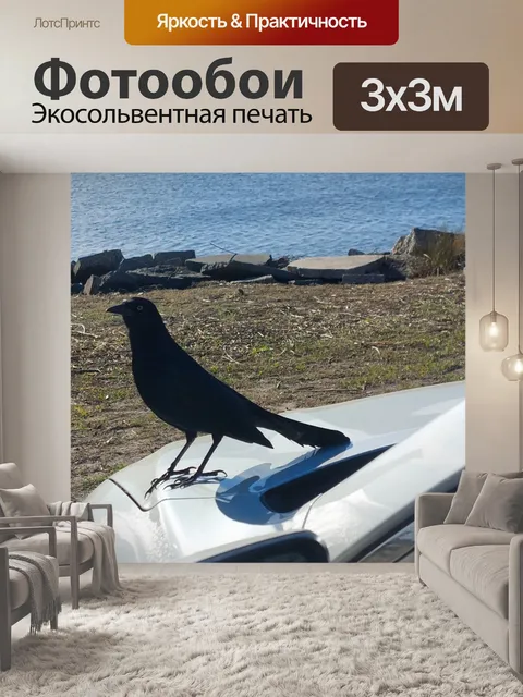 Фотообои Черная птица Белая машина
