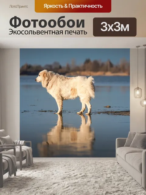 Фотообои Собака