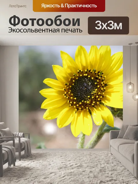 Фотообои Подсолнечник