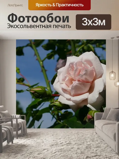 Фотообои Роза