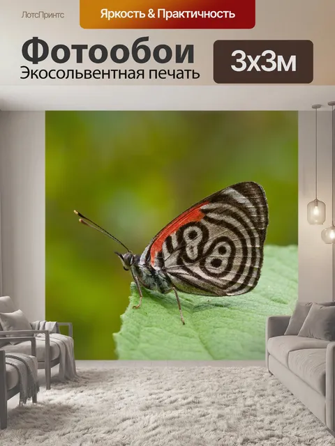 Фотообои Бабочка