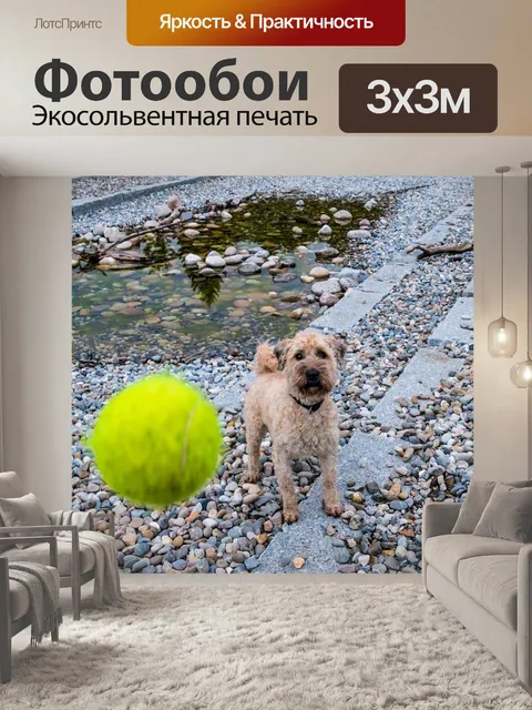 Фотообои Собака