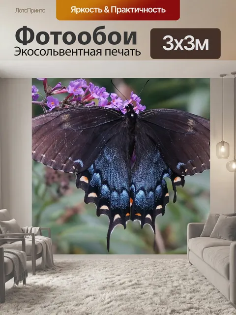 Фотообои Гибридная черная бабочка-парусник
