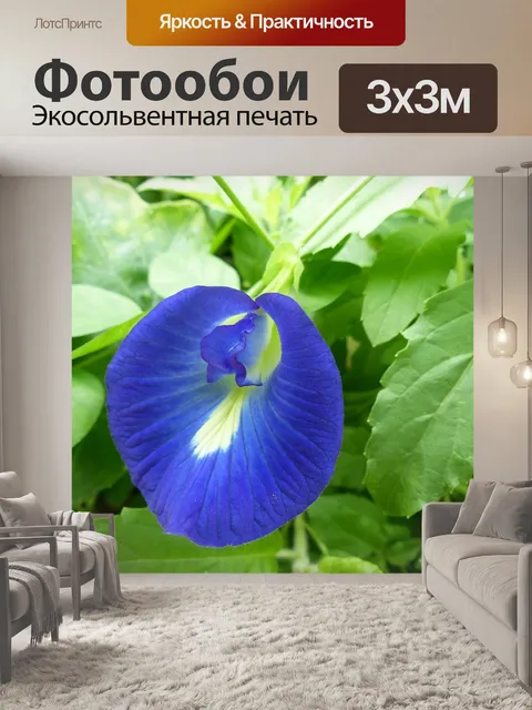 Фотообои Бабочка горох