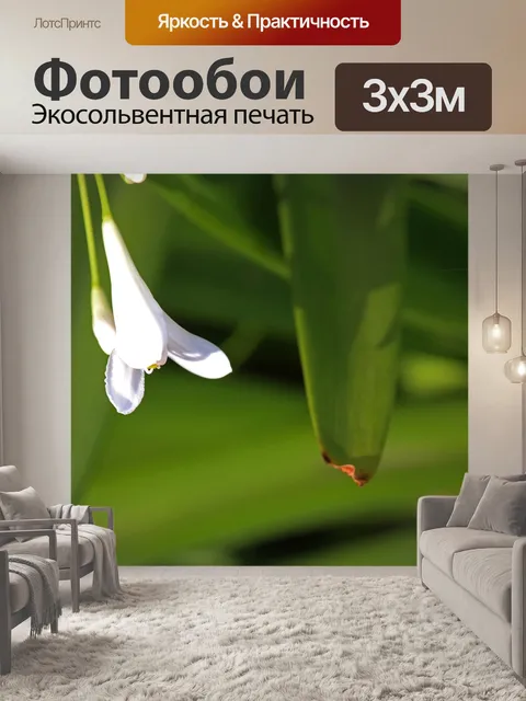 Фотообои бутон цветка на белом агапантусе