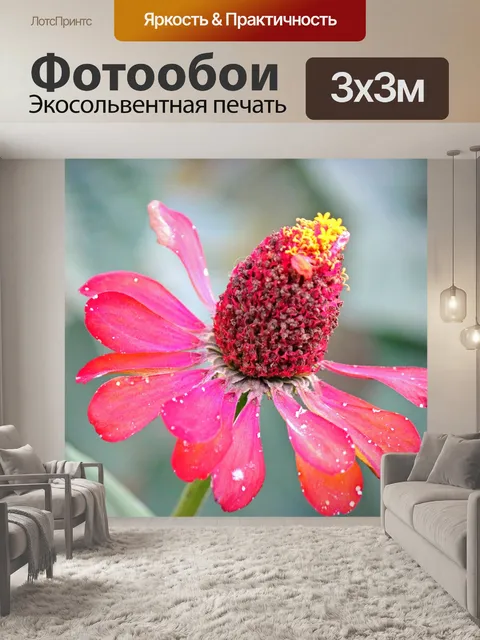 Фотообои старый цветок циннии с увядшим лепестком