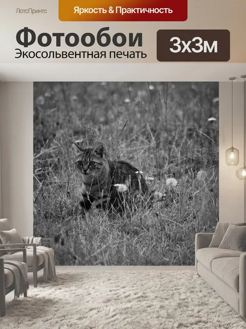 Фотообои Молодой котенок