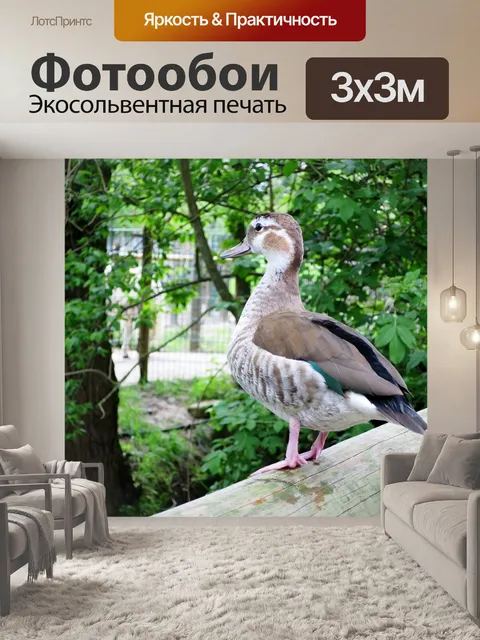 Фотообои Утка