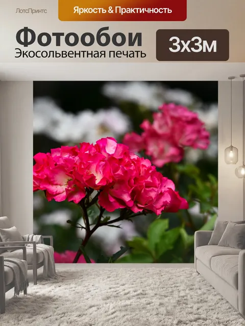 Фотообои Красный цветок, французская роза