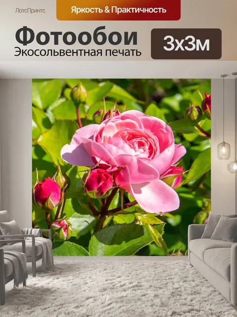 Фотообои Роза