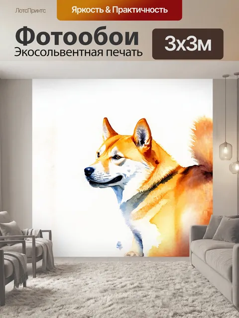 Фотообои на белом фоне хищная собака сиба-ину изолирована в момент душевного покоя