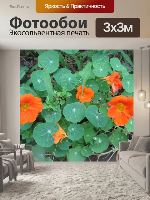 Фотообои оранжевый настурции