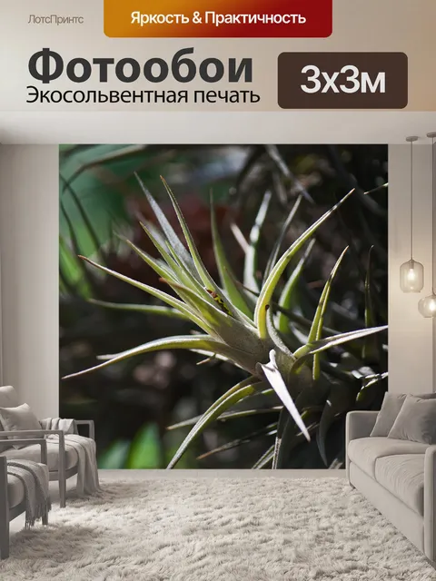 Фотообои заостренные листья эпифитного растения