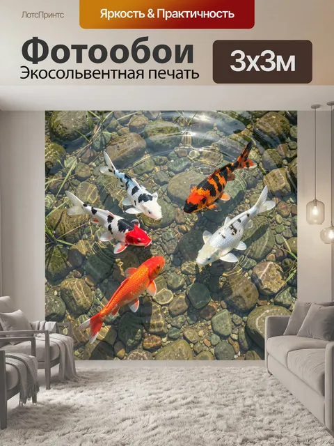 Фотообои Пять разноцветных кои в прозрачном мелком пруду с каменистым дном