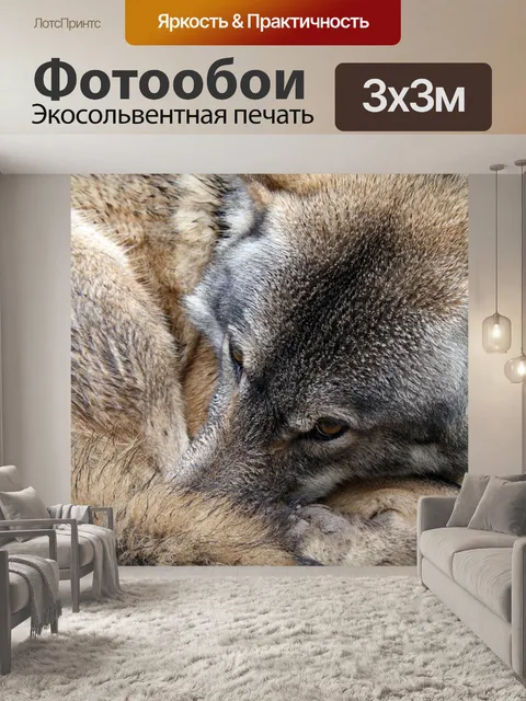 Фотообои Волк