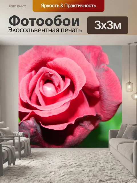 Фотообои розовая роза