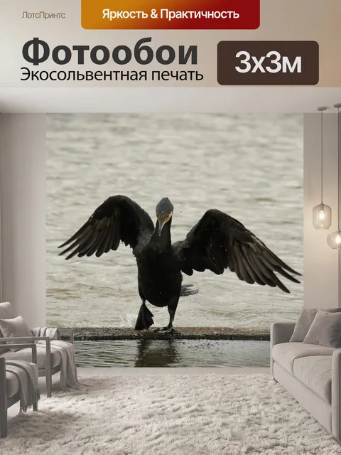 Фотообои Баклан