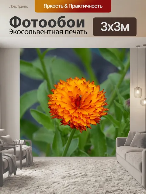 Фотообои Календулы