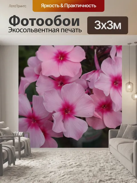 Фотообои Флоксы