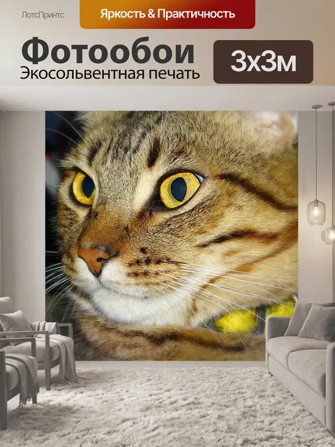 Фотообои Кошка