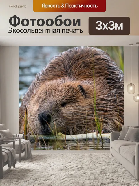 Фотообои бобр