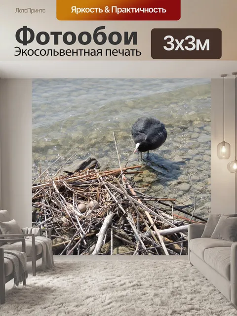 Фотообои Большая хохлатая поганка