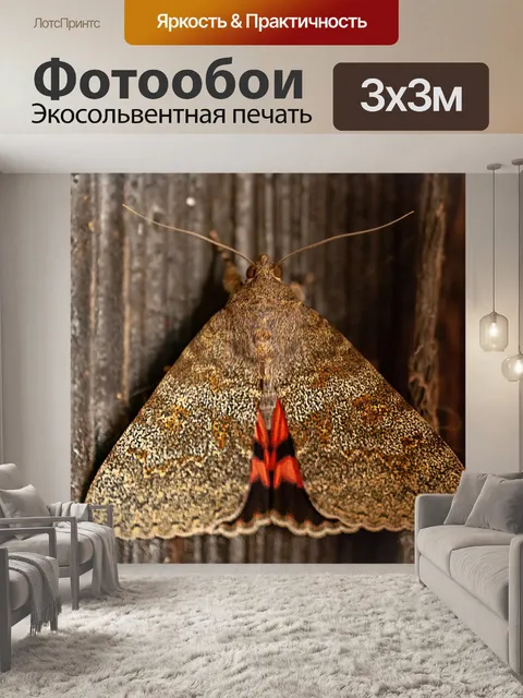 Фотообои Бабочка