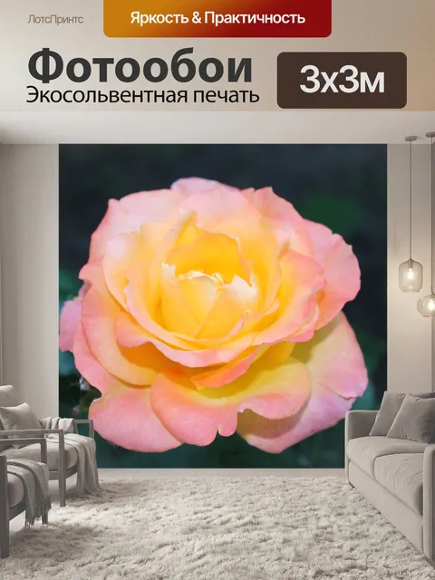 Фотообои Роза в чайном цвете