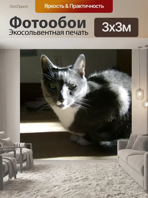 Фотообои Серый кот