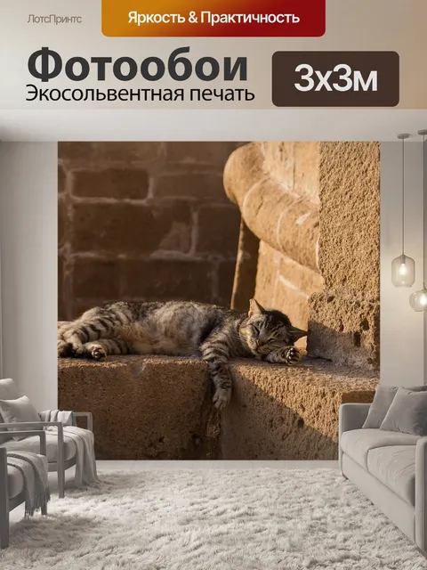 Фотообои Кот
