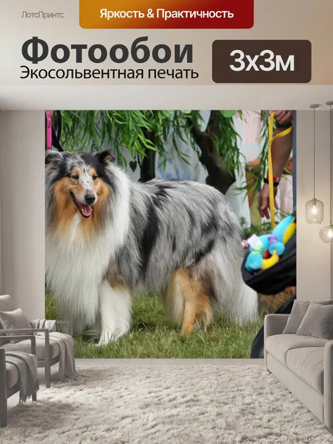 Фотообои Грубые собака колли