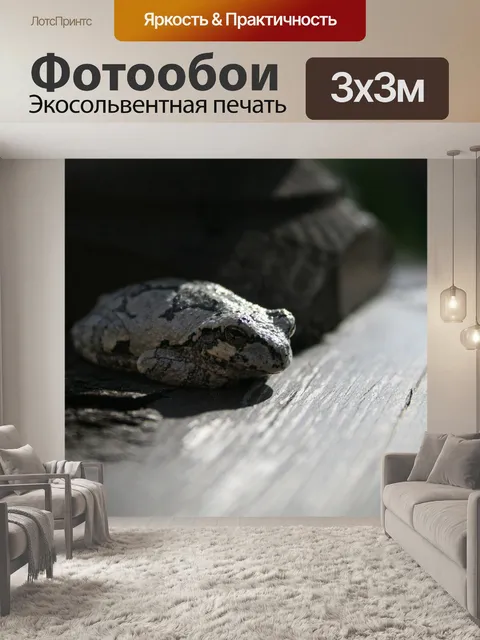 Фотообои Лягушка