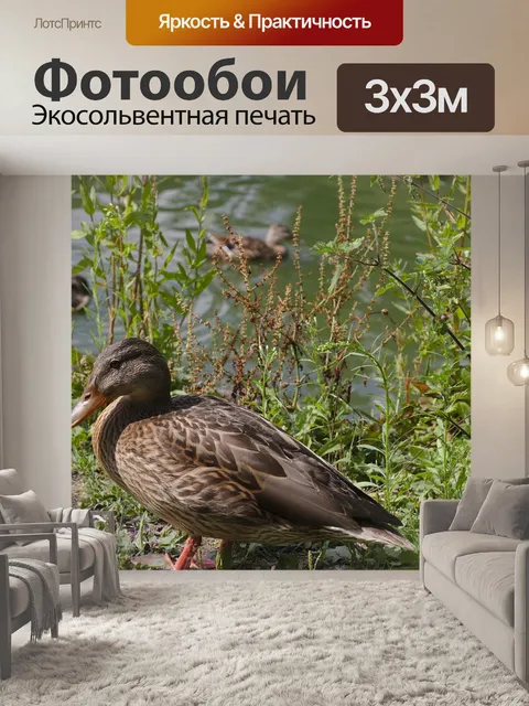 Фотообои Утка