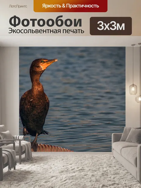 Фотообои Баклан-птица