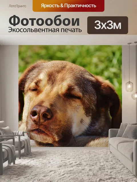 Фотообои Собака