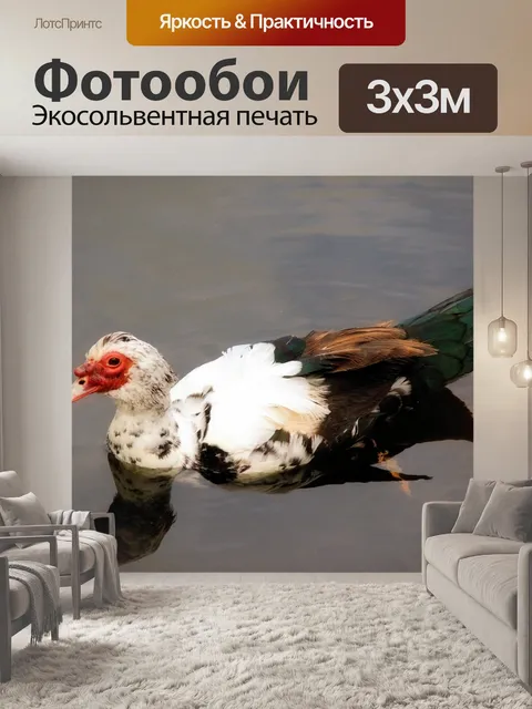 Фотообои Хромая уточка