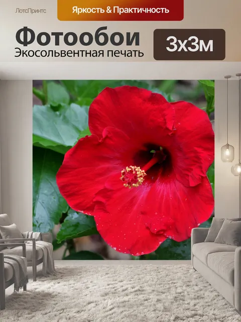 Фотообои Красный цветок гибискуса