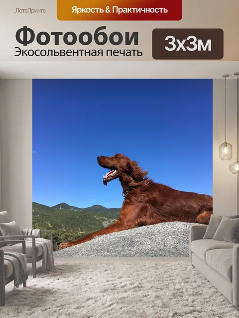 Фотообои Собака